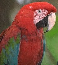 le perroquet